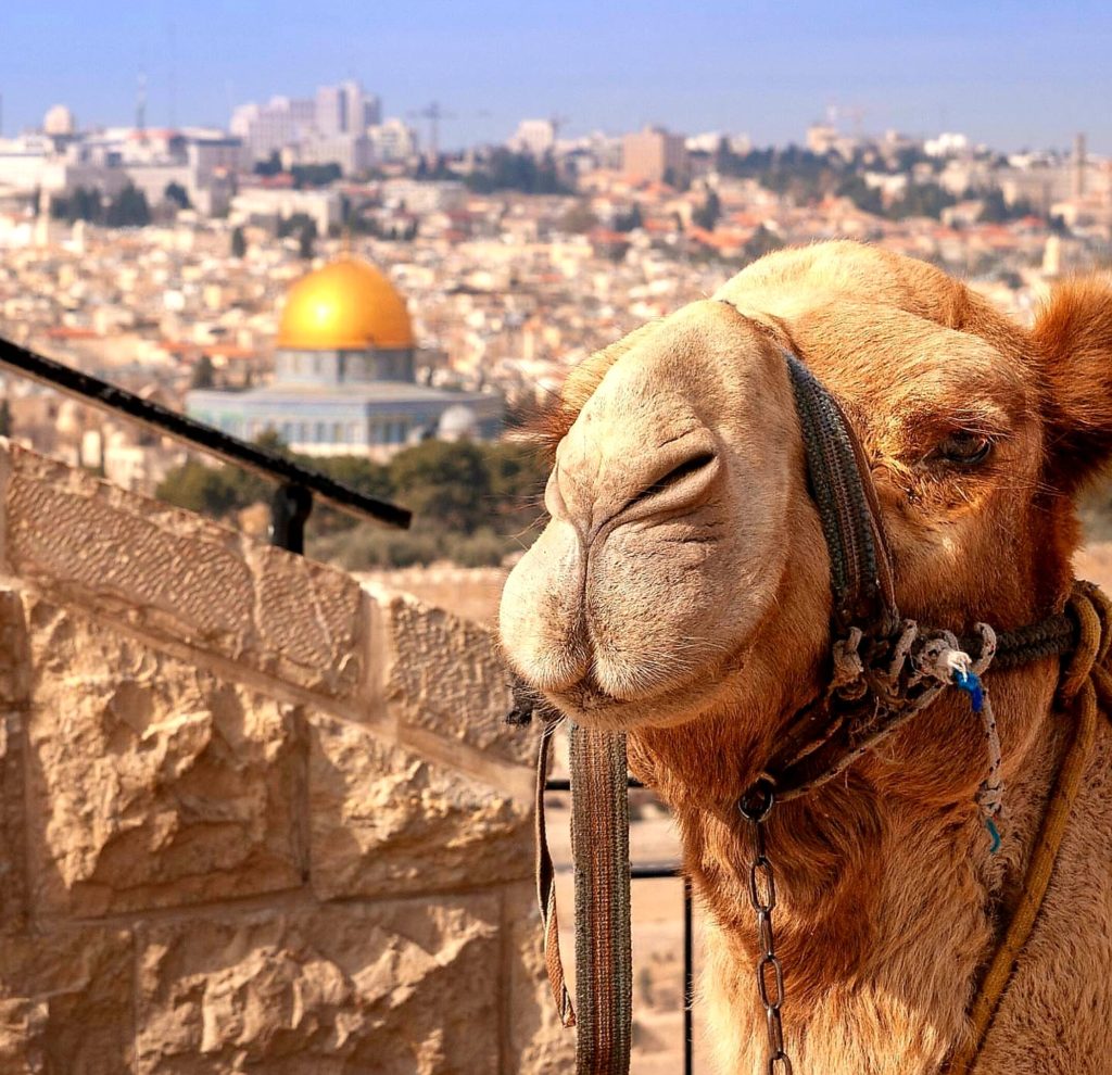 Camel Mt Olives