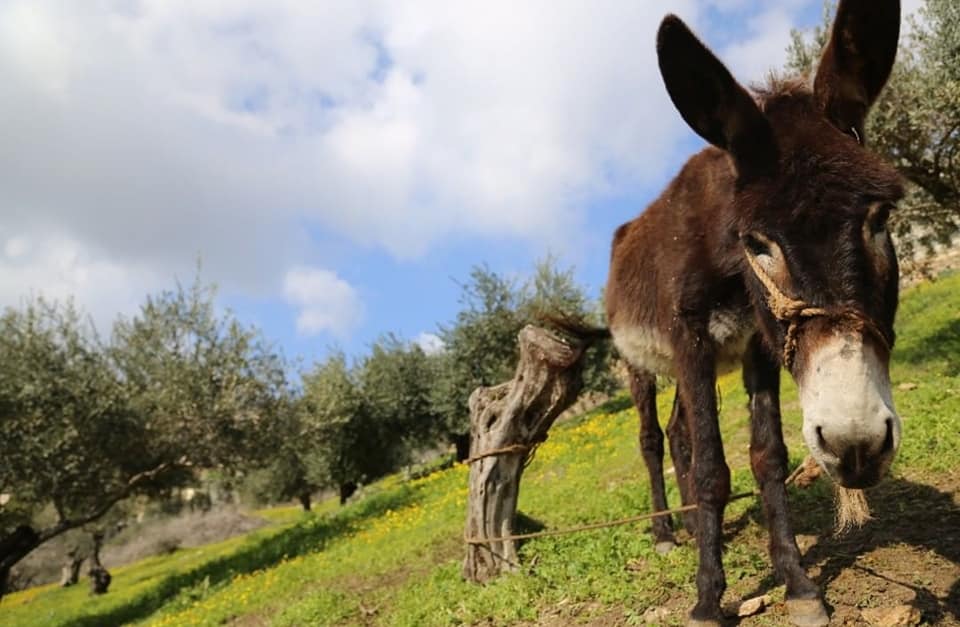 Nazareth Village donkey